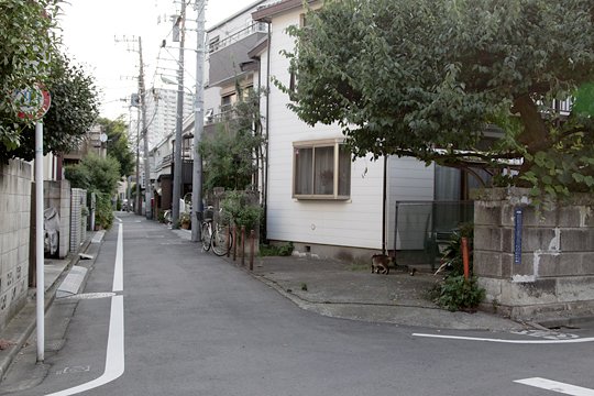 太田区のねこ