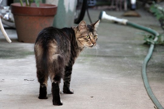 太田区のねこ