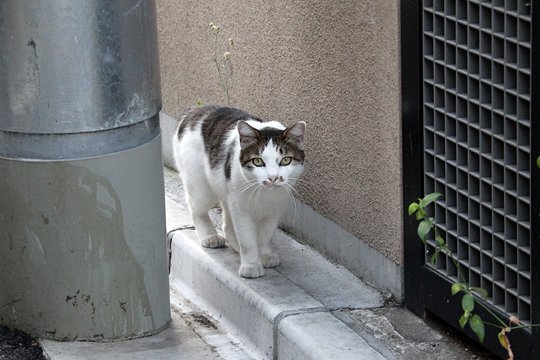 太田区のねこ