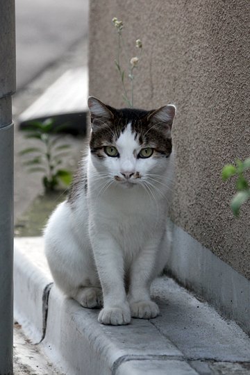 太田区のねこ