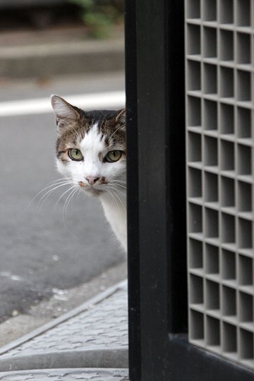 太田区のねこ