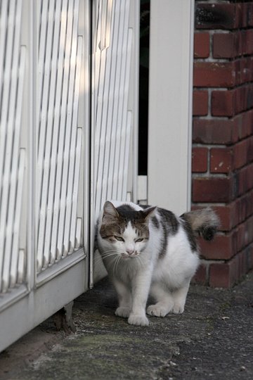 太田区のねこ