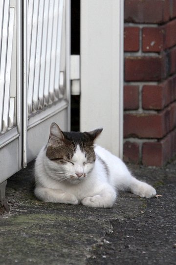 太田区のねこ