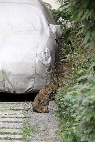 太田区のねこ