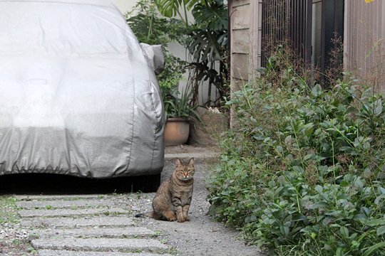 太田区のねこ