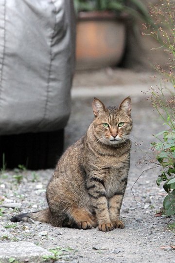 太田区のねこ