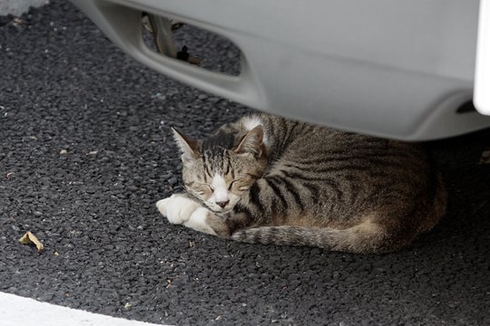 太田区のねこ