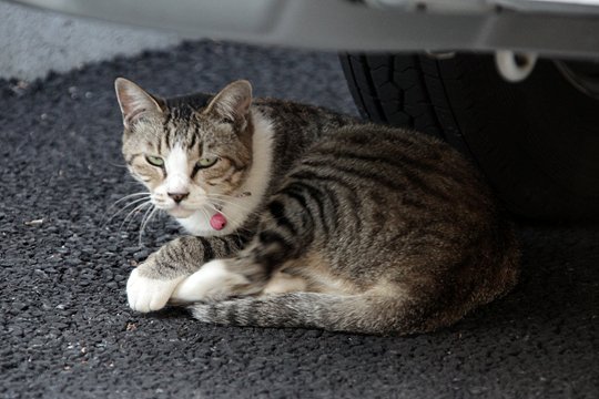 太田区のねこ