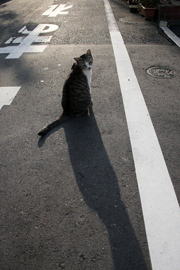 太田区のねこ