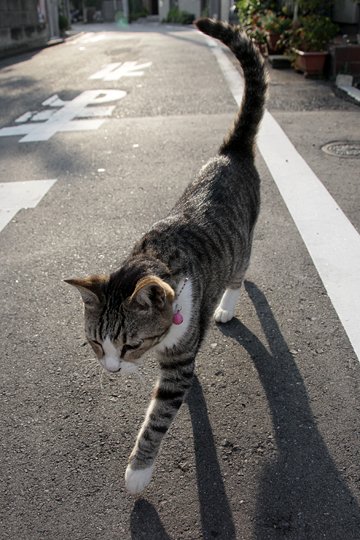 太田区のねこ