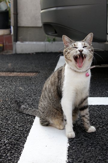 太田区のねこ