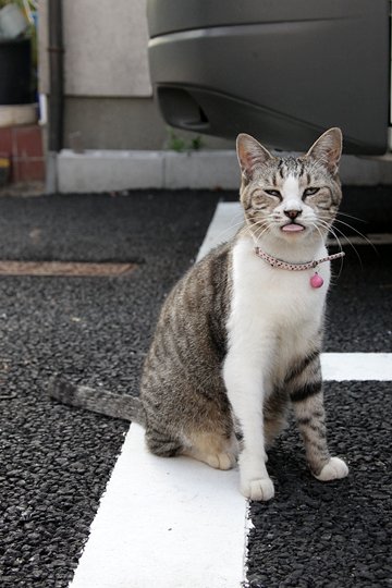 太田区のねこ