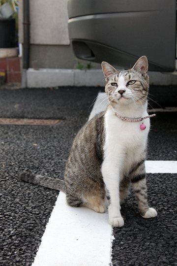 太田区のねこ