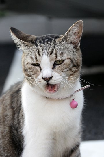 太田区のねこ