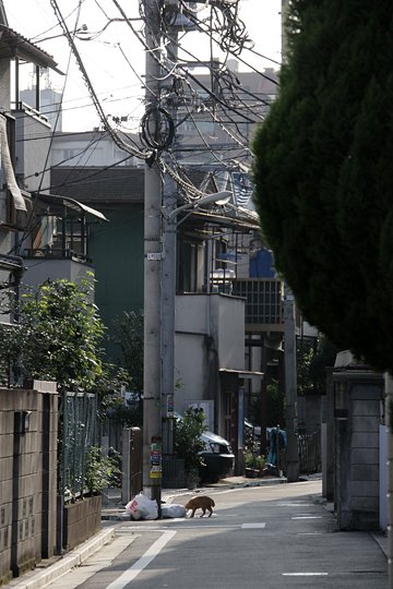 太田区のねこ
