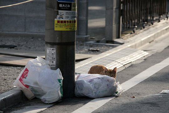 太田区のねこ