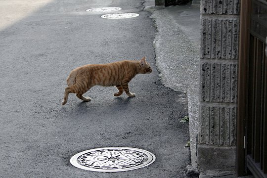 太田区のねこ