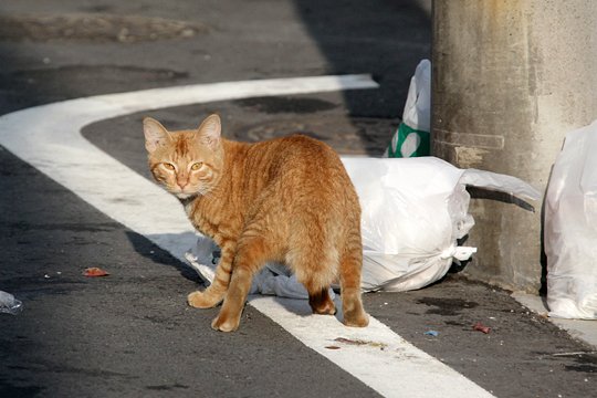 太田区のねこ