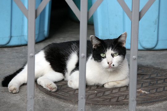 太田区のねこ