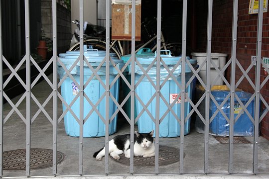 太田区のねこ