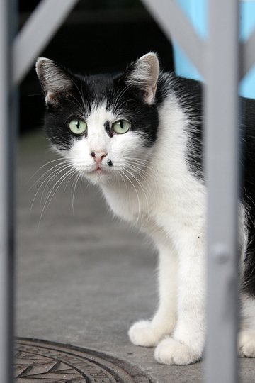 太田区のねこ