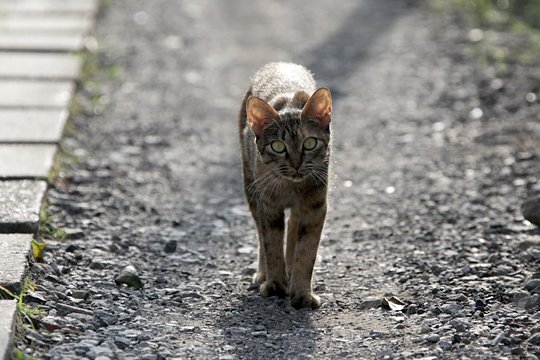 太田区のねこ