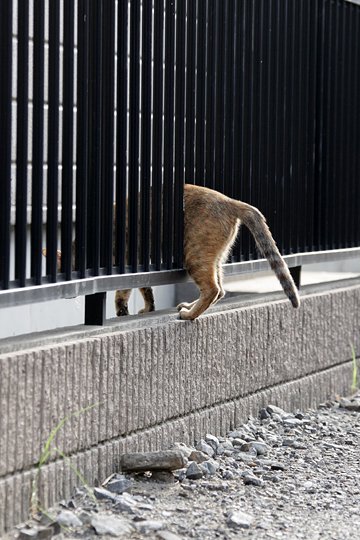 太田区のねこ