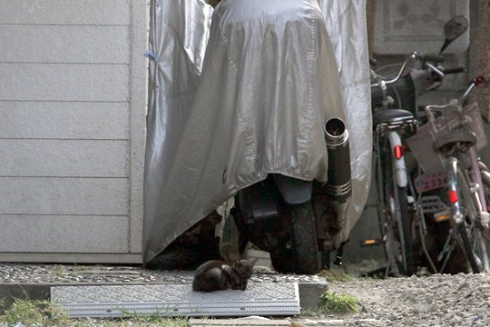 太田区のねこ