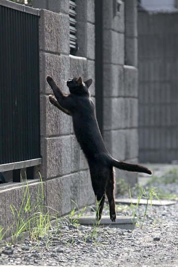 太田区のねこ