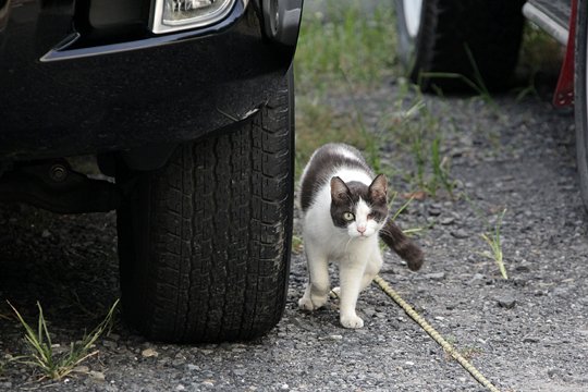 太田区のねこ