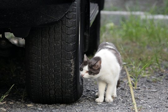 太田区のねこ