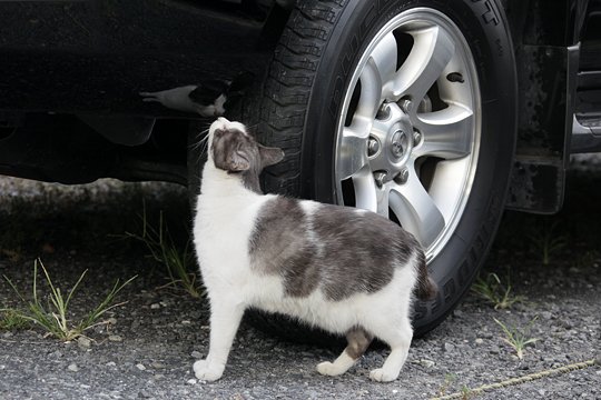 太田区のねこ