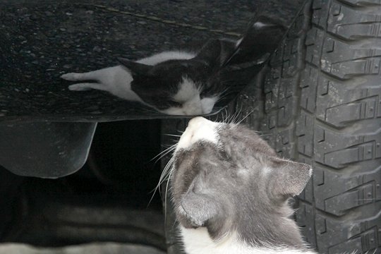 太田区のねこ