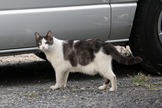 太田区のねこ
