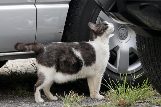 太田区のねこ