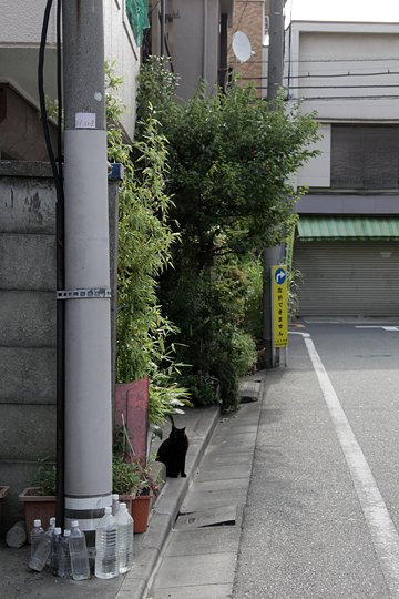 太田区のねこ