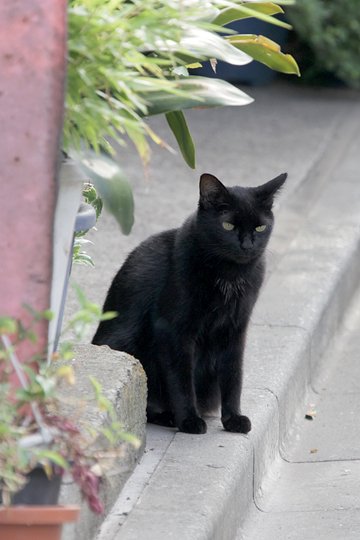 太田区のねこ