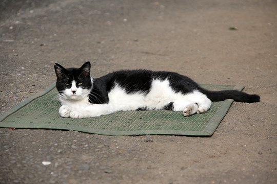 太田区のねこ