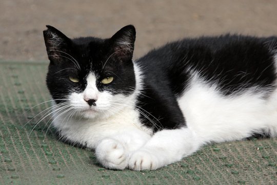 太田区のねこ