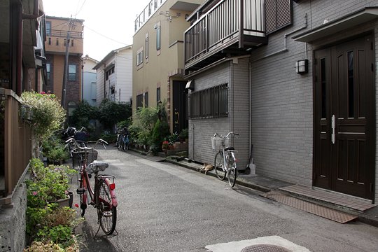 太田区のねこ