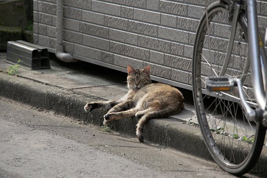 太田区のねこ