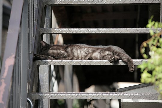 太田区のねこ