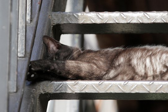 太田区のねこ