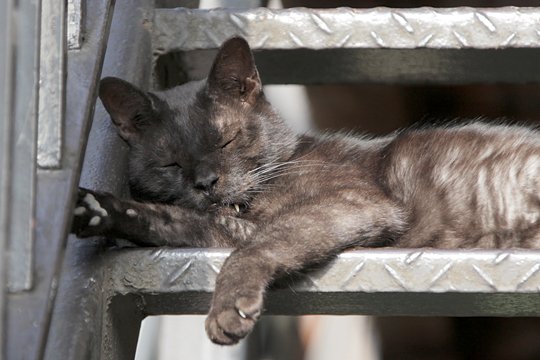 太田区のねこ