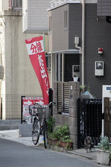 太田区のねこ