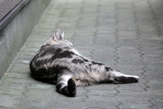 太田区のねこ