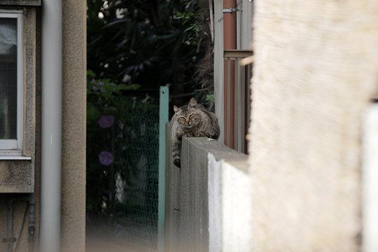 太田区のねこ