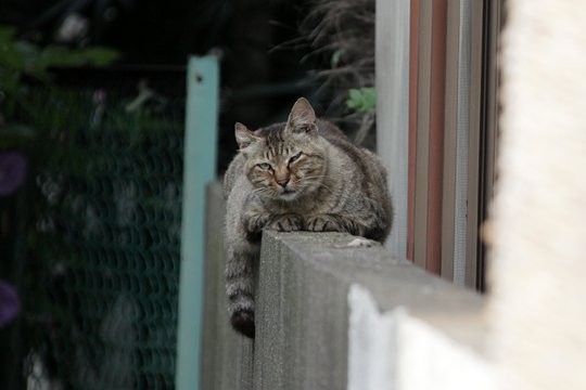 太田区のねこ