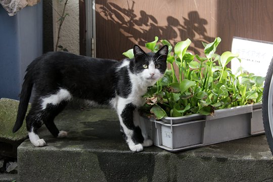 太田区のねこ