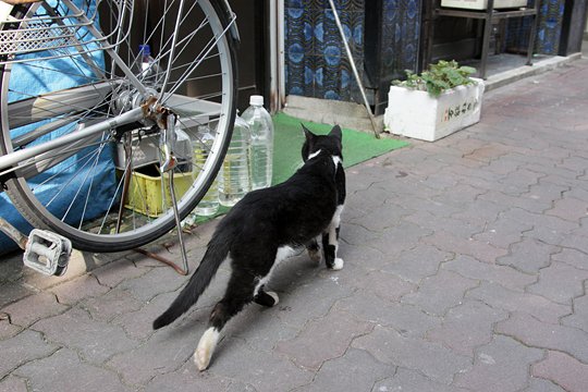 太田区のねこ